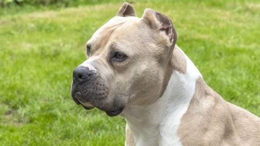 妻散步遭比特犬咬死！丈夫目睹血腥場面