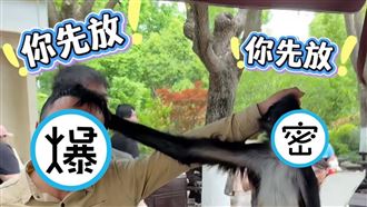 上海蜘蛛猴造反！與保育「互揪頭髮斜眼瞪