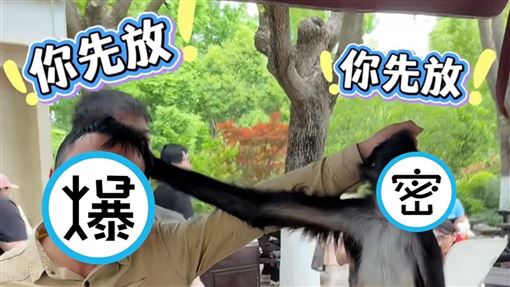 上海蜘蛛猴造反！與保育「互揪頭髮斜眼瞪