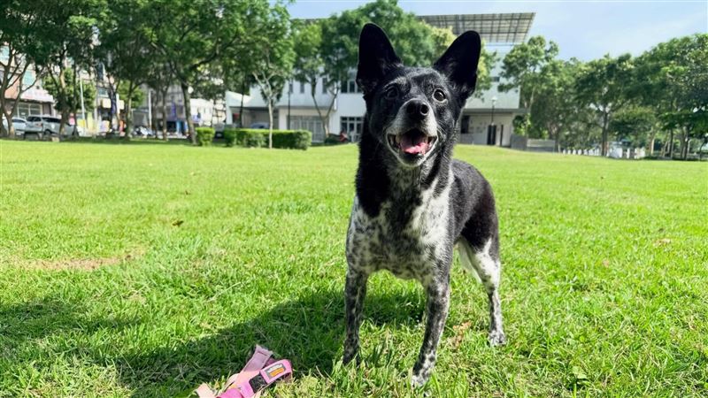 愛犬走失懸賞50萬!人妻:幫我找陳美琪