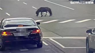 北市某馬場的迷你馬再度脫逃，穿梭在大業路車陣之中，最後在草地上被制伏。（圖／翻攝畫面）