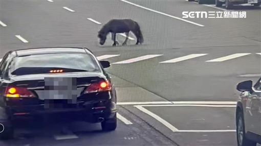 北投迷你馬又脫逃　穿梭馬路車陣嚇壞駕駛