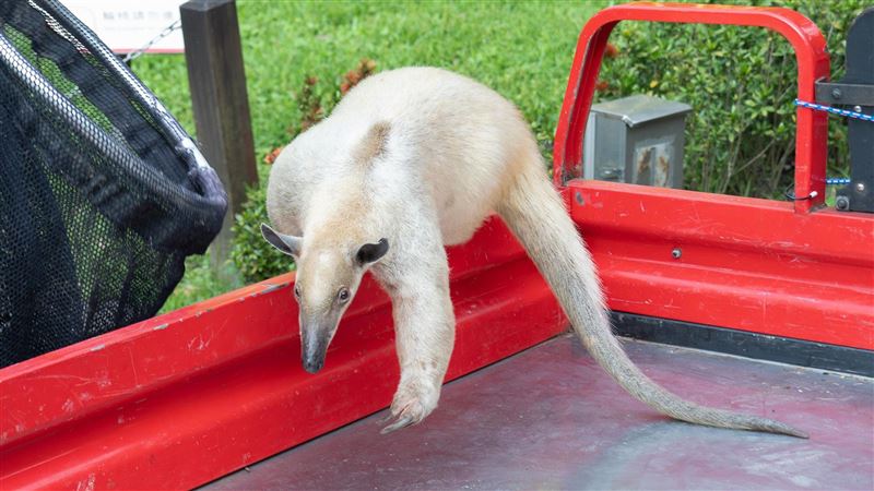 動物園小食蟻獸「黑妞」失蹤7天找到了