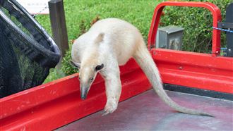動物園小食蟻獸「黑妞」失蹤7天找到了