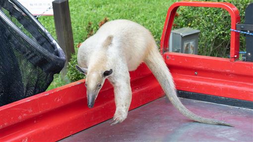 動物園小食蟻獸「黑妞」失蹤7天找到了