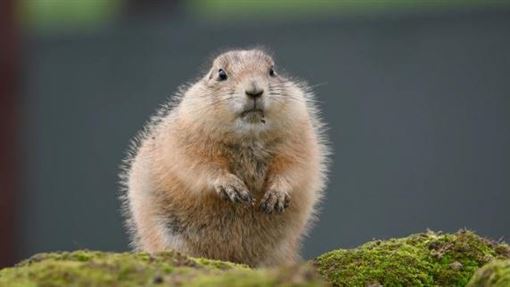 不要亂餵動物！男餵土撥鼠巧克力　下場曝