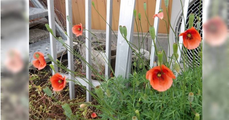 外來種植物「長莢罌粟」近年在日本全國各地迅速蔓延。（圖／翻攝自日本奈良縣五條市官網）