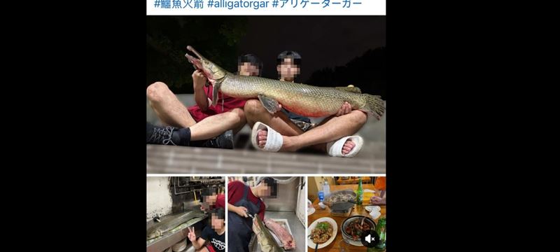 成大釣魚社以「清除外來種」名義，釣起鱷雀鱔後帶去熱炒店料理，還將過程PO網，引發網友憤怒。（圖／翻攝自臉書）
