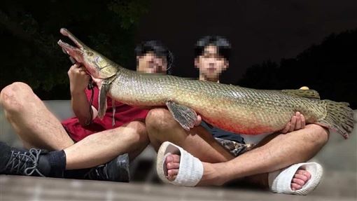 學生吃掉228公園鱷雀鱔　北市府要開罰了