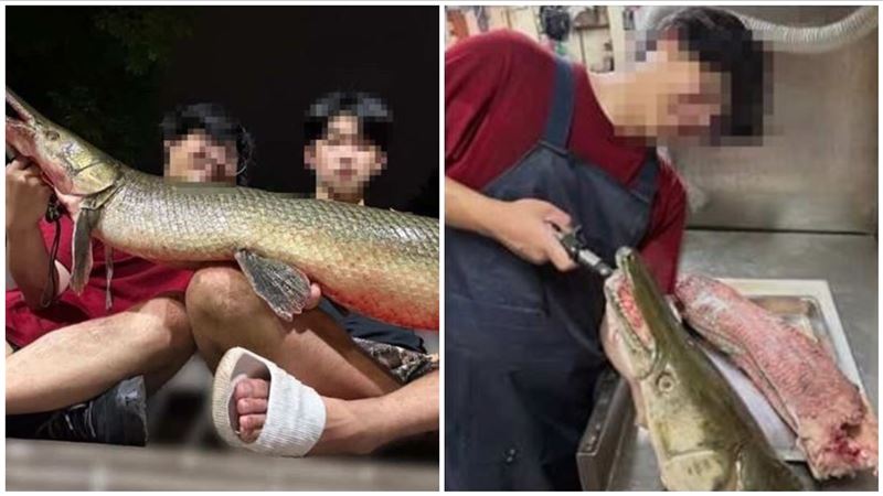 公園鱷魚火箭殺來吃!成大校友黑歷史曝光