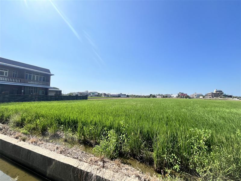 新屋區田地。（圖／翻攝畫面）