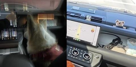 尹度云友人曾曝光一張車內照片,畫面中的狗狗被發現與柳智俞愛犬是同品種,因此掀起討論。(圖/翻攝自韓網)