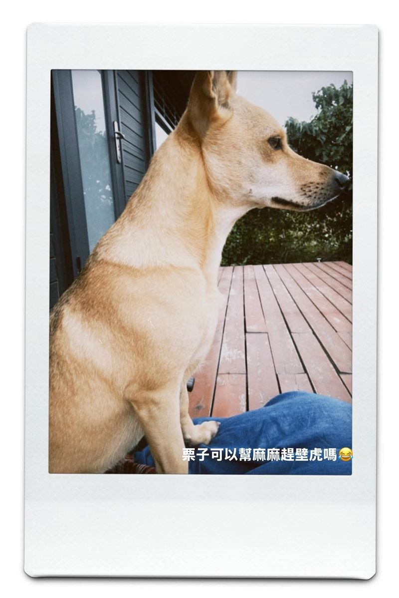 林利霏求助愛犬幫她驅趕壁虎。(圖/翻攝自林利霏臉書)