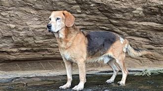 彭佳嶼島犬山頂狂奔至港口送別　他哭紅眼