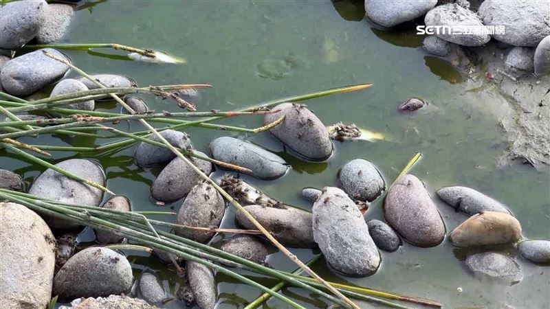 綠藻遍布、死魚翻肚 台東車站水池飄惡臭