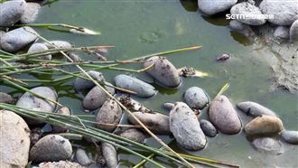 綠藻遍布、死魚翻肚　台東車站水池飄惡臭