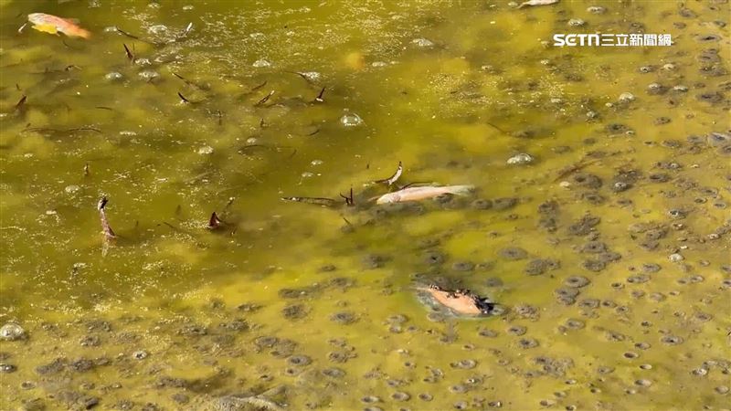 台東火車站前景觀水池,不但浮滿整片綠藻,還有死魚躺漂在水面上,引來蒼蠅圍繞,散發濃濃臭味