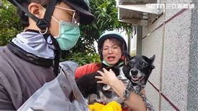 二崙，米克斯犬，陳美琪，懸賞獎金，50萬，飼主曝:太多電話騷擾，鄰居家，納涼，拾獲阿伯(圖／翻攝畫面)