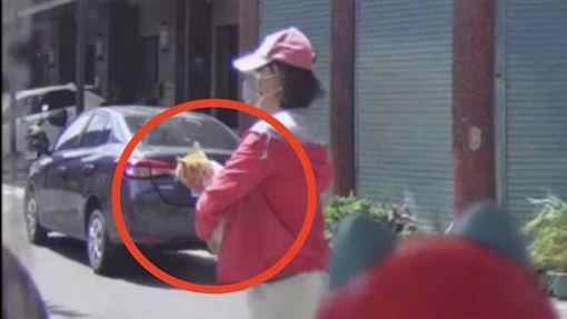 台中雞蛋糕店貓被抱走！偷貓女正面照曝光