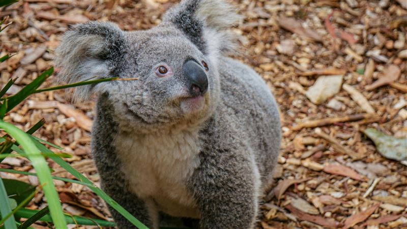 高溫害慘無尾熊!研究:逾27度死亡率大增