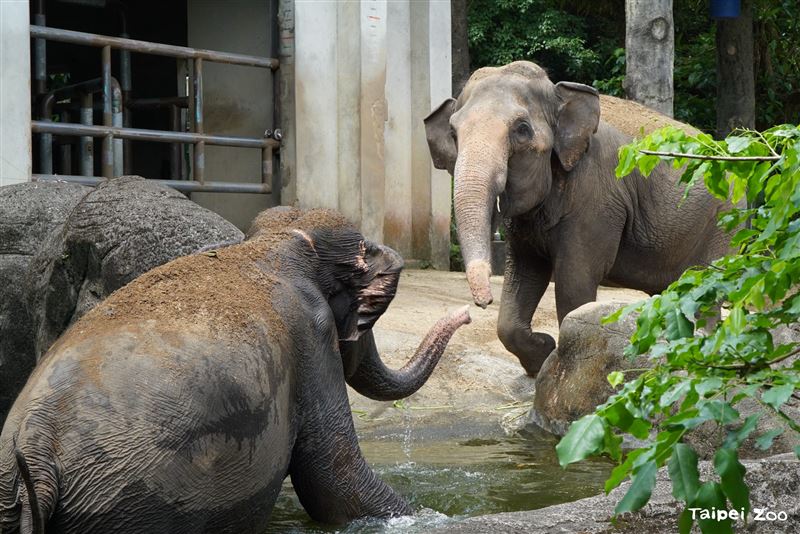 臺北市立動物園指出,天氣熱時,亞洲象會躺在水裡玩耍降溫。(圖/翻攝自臺北市立動物園官網)