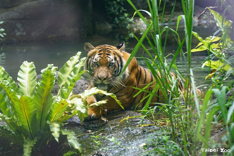 臺北市立動物園指出,天氣熱時,馬來虎也會泡水消暑,如果看到牠身上有浮萍就知道剛從水池上岸。(圖/翻攝自臺北市立動物園官網)