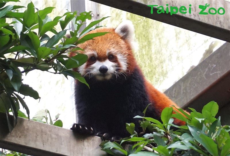 臺北市立動物園指出,小貓熊屬於溫帶物種,因此較園區其他動物怕熱。(圖/翻攝自臺北市立動物園官網)