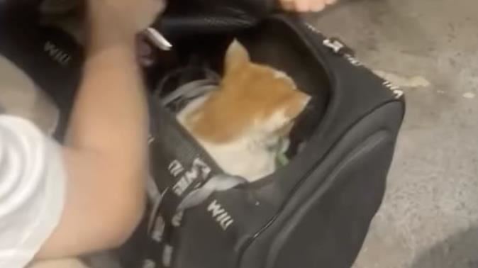 雞蛋糕店貓回家了!偷貓女1行為飼主怒告
