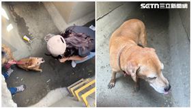 陳美琪,米克斯,廣福堂,台南,愛犬,水洞,阿妹,飼主,永康（圖／記者王紹宇攝影）