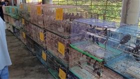 準備放生的鳥類。（圖／翻攝畫面）