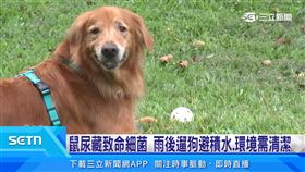 鼠患+大雨　遛毛孩小心積水藏致命細菌