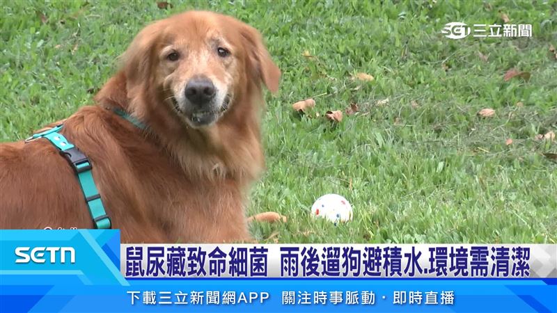 鼠患+大雨 遛毛孩小心積水藏致命細菌