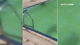 逢甲大學泳池變「綠水」學生傻眼：很不雅觀
