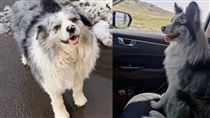 陪主人走遍中國　網紅犬遭擄走賤賣宰殺