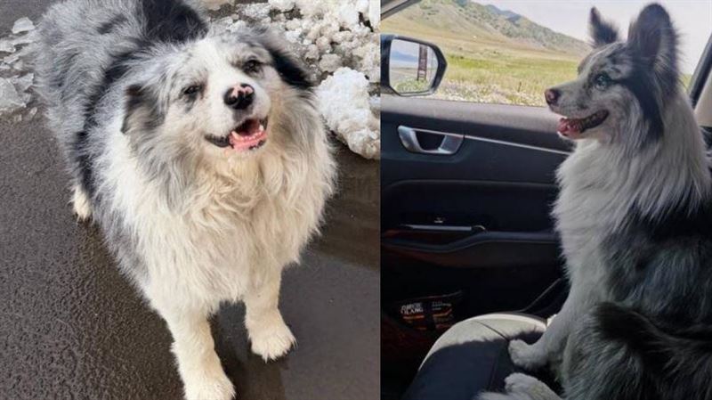 陪主人走遍中國 網紅犬遭擄走賤賣宰殺