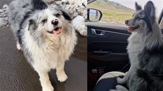 陪主人走遍中國　網紅犬遭擄走賤賣宰殺