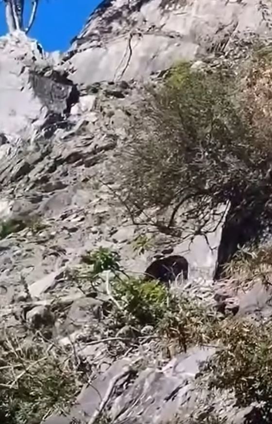 玉山國家公園近期接獲多起黑熊出沒通報，其中玉里山及卓溪山附近有民眾遭黑熊追趕，初判為母子熊所為。（圖／翻攝自玉山國家公園臉書）
