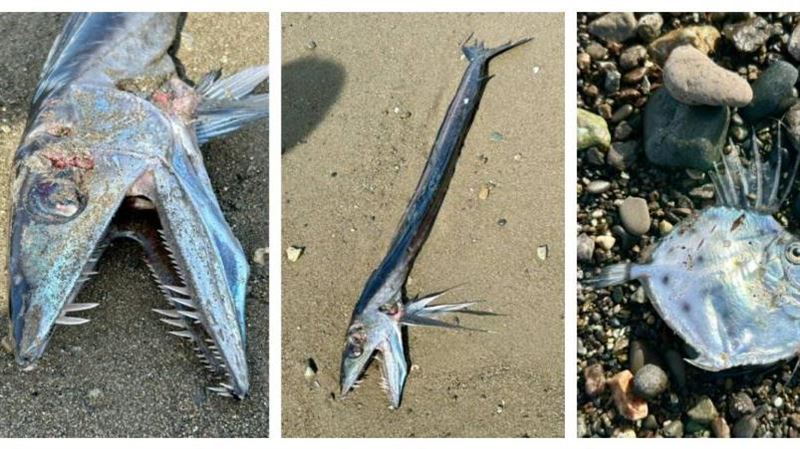 沙灘驚見「海底怪獸」尖牙蛇形魚身分曝光