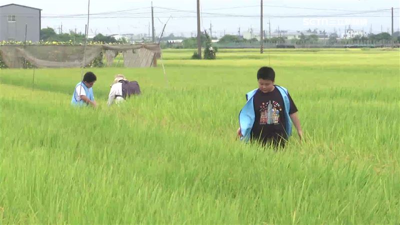 台南柳營種植「台東30號」米,口感達到越光米等級