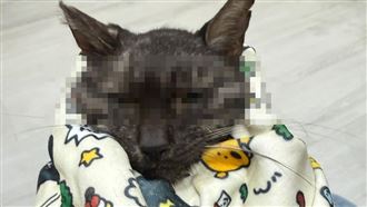 貓咪倒臥街頭病死　晶片追飼主重罰4萬5