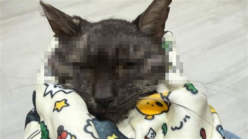 貓咪倒臥街頭病死　晶片追飼主重罰4萬5
