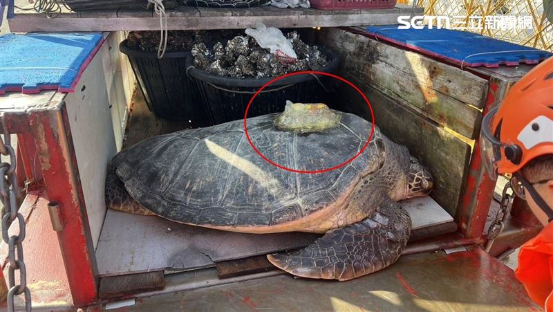 巨龜擱淺…殼黏簡體字追蹤器!海保署證實