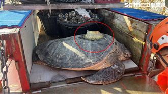 巨龜擱淺…殼黏簡體字追蹤器！海保署證實