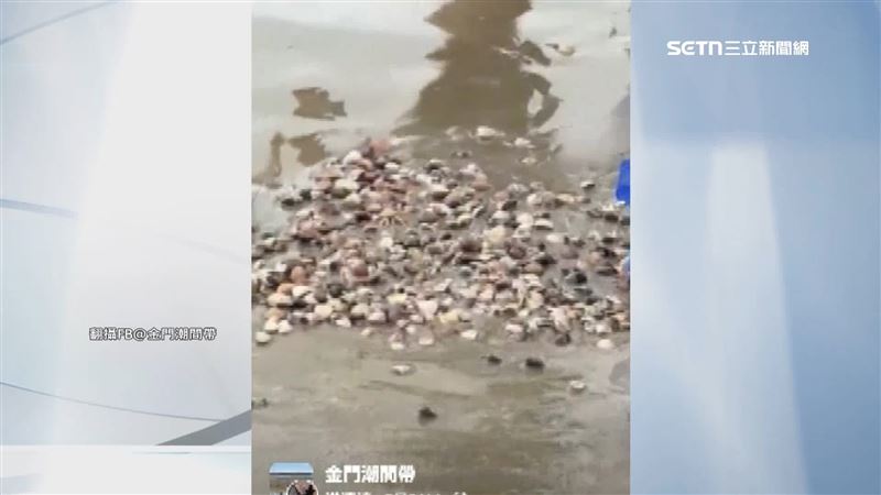 金門岸邊放流45萬顆文蛤,疑似不適應大量死亡。(圖/翻攝自金門潮間帶臉書)