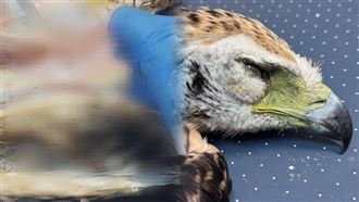 直播中…鷲星高空暴斃亡「剖屍死因曝」！