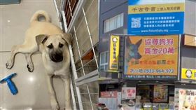 台東成功鎮都歷一隻名為「米腸」的白色米克斯犬，於今（2026）年4月初走失。（圖／許小姐提供）