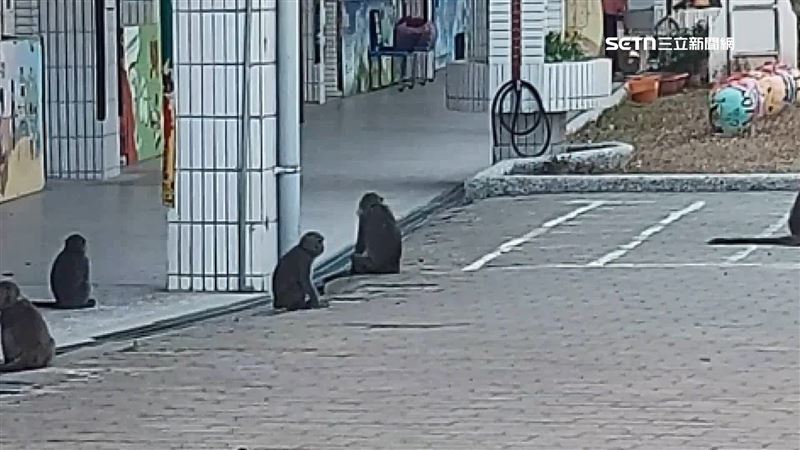 台灣獼猴數量暴增，不只農作物受到危害、民眾生活起居也受到困擾
