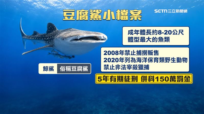 豆腐鯊體型巨大，若不慎捕撈要就地放生，通報相關單位才能避免受罰