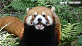 小貓熊
圖/北市動物園提供