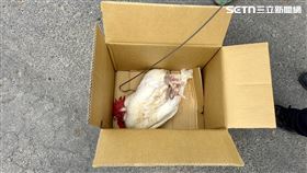 嘉義,太保市,嘉畜所,雞農,禽流感,乩童,開光雞,壓煞（圖／翻攝畫面）